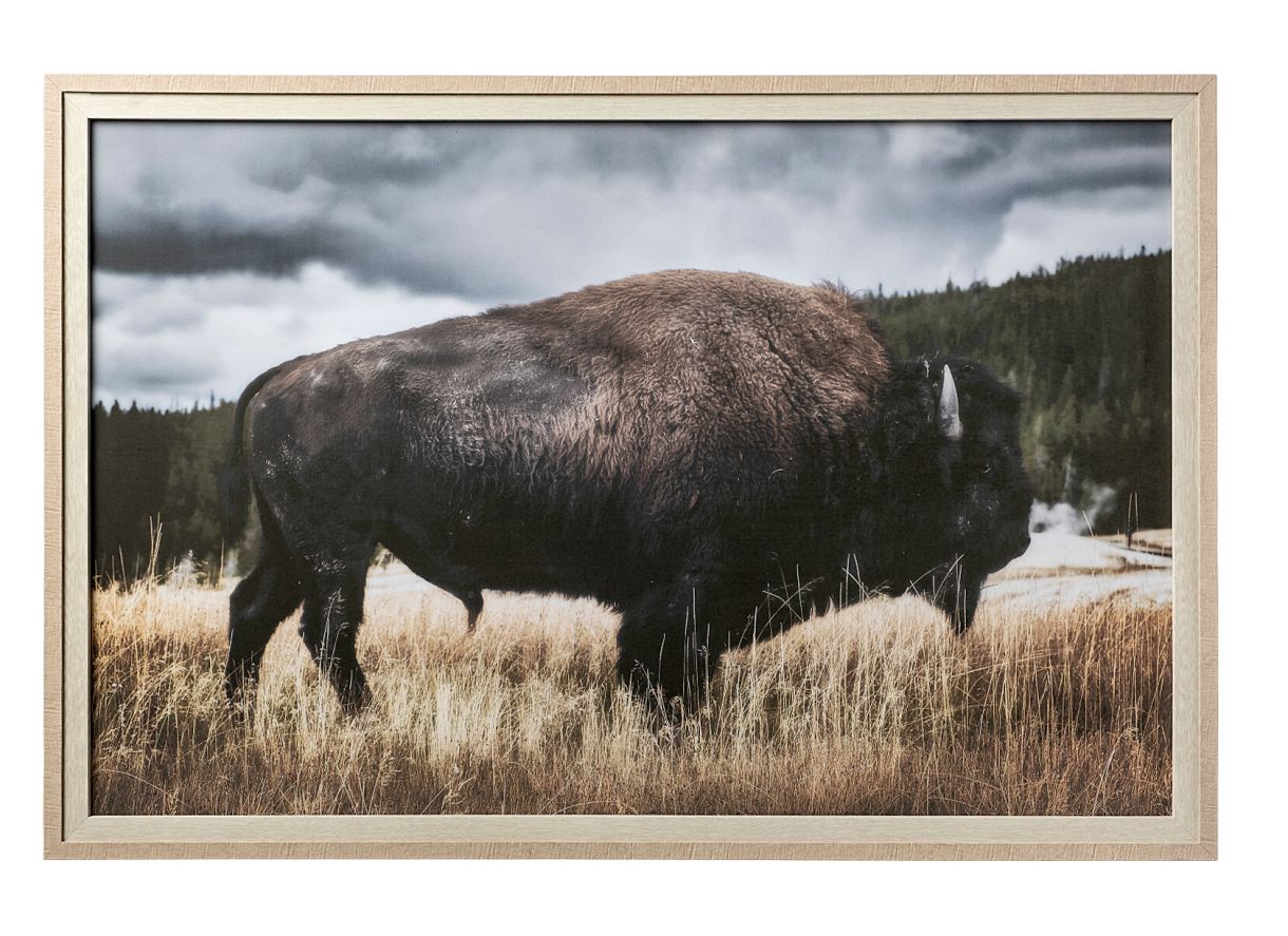 Calm Yellowstone Bison : furniture